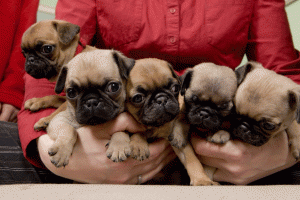 PugPuppiesavailable