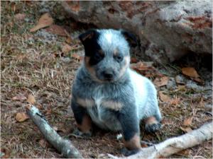 CKCRegisteredBlueHeelerPuppies