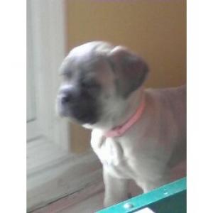 CaneCorsopuppiesforsale