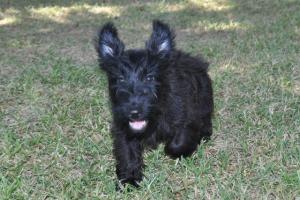 ScottishTerriers