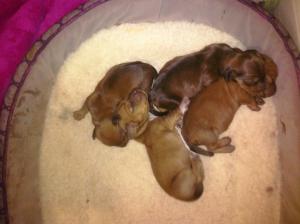 NewbornDachshundPuppies