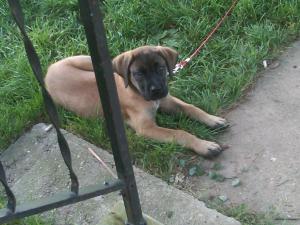 EnglishMastiff