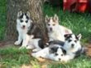 charmingblueeyesiberiamhuskypuppiesavailable