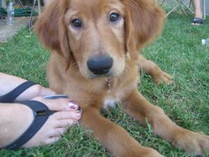 Goldenretrieverforsale-weeksold