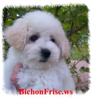 AKCBichonFrisepuppiesChampionBloodlines