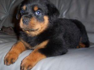 RottweilerpuppiesavailableatPoddarkennel