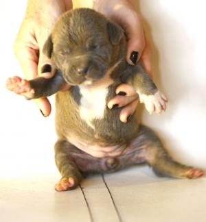 UKCBlueNosePitbullpuppiesAvailable