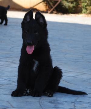 BelgianShepherd-Groenendaelshowandworkingpu