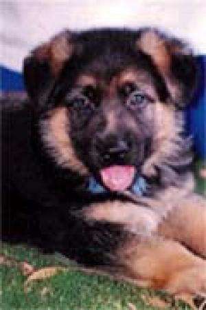 QualityGermanShepherdpuppies