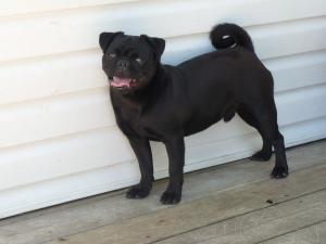 AKCblackmalepug