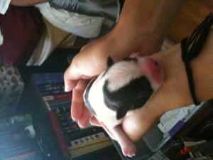 BOSTONTERRIERPUPPIESFORSALE