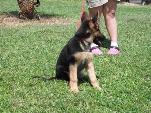 GermanShepherdPuppies