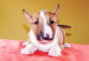 BULLTERRIERMINIATURE