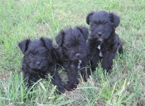 SchnauzerPuppies