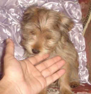 yorkiepuppyforsale