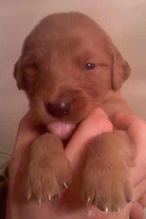 AKCGoldenRetrieverPuppies