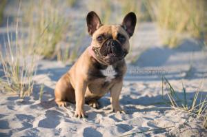 FrenchBulldogPuppies