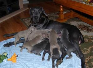 AKCRegisteredWeimaranerPups