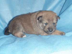 ShibaInuPuppies