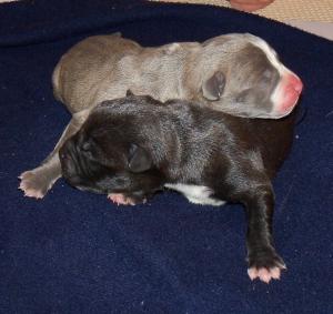 blueblackpitbullpuppys