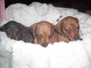 femaledachshundpuppies