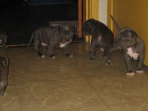 bluenosepurebredpitbullpuppiesforsale