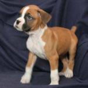 Boxerpuppiesforsale