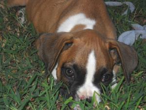 AKCBoxerPuppies-