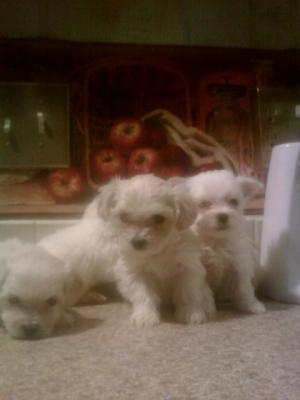 beautifulmaltesepuppiesforsale