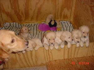 Cutegoldenretrieverpuppies