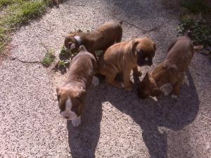 PurebredBoxerpups