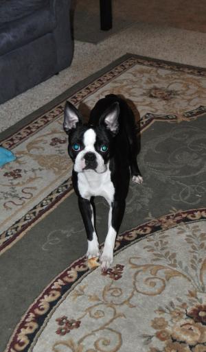 BostonTerrier