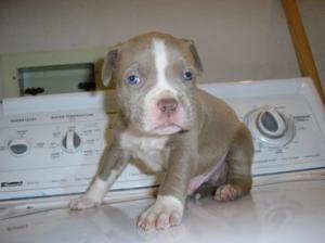 PitbullpuppiesFORSALE