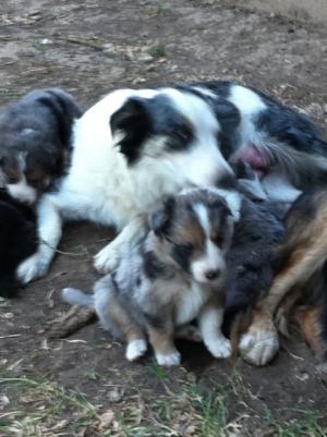 ABCABorderColliePuppies