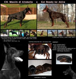 Dobermannpuppies