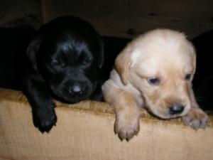 GoldenLabPuppies