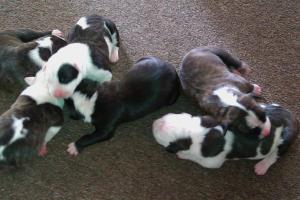 puppiesforsale