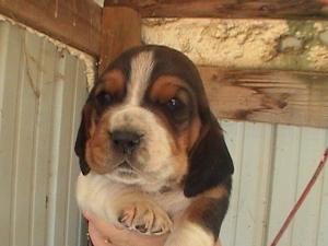 AKCBassetHoundChristmasPuppies