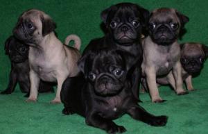 AdorablePugPuppies