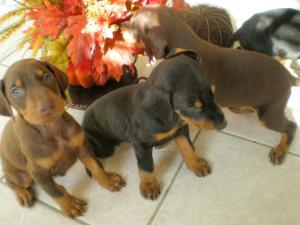 AKCDobermanPinscherPuppyforSale-weeksold