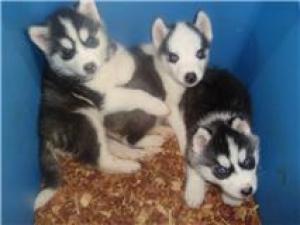 AKCCKCSiberianHuskyPuppies