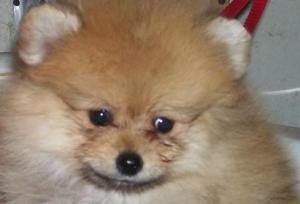 Pomeranianpuppiesforsale