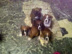 cuteboxerpuppies