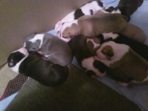 AmericanPitBullTerrierPuppies