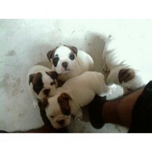 akcenglishbulldogpuppies