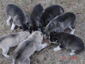 Siberianhuskypups