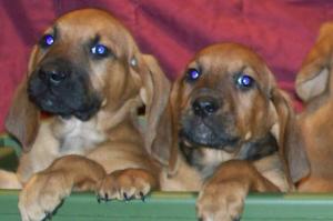 BloodhoundPuppies