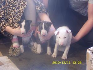 chsiredbullterrierpups