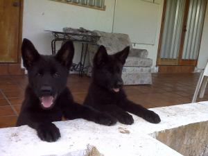 GermanShepherdPUPPIES-SUPERBEuropeanBloodlin