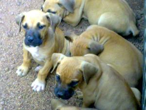 BoerboelPuppies